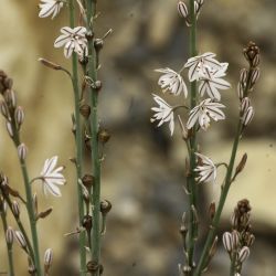 Asphodelaceae