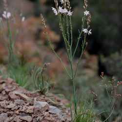 Asphodelus tenuifolius