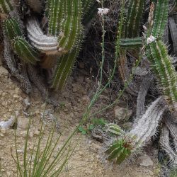 Asphodelaceae