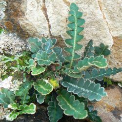 Asplenium ceterach