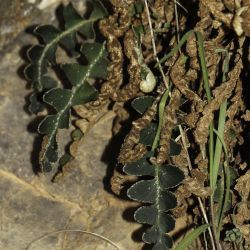 Asplenium ceterach