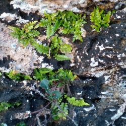 Asplenium marinum