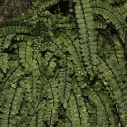 Asplenium trichomanes subsp. quadrivalens