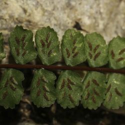 Asplenium trichomanes subsp. quadrivalens