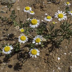 Aaronsohnia pubescens subsp. maroccana