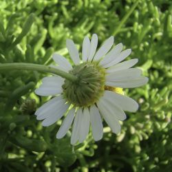 Aaronsohnia pubescens subsp. maroccana