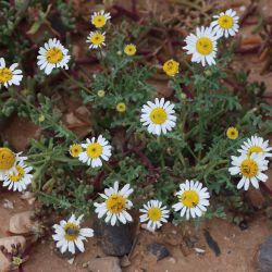 Aaronsohnia pubescens subsp. maroccana