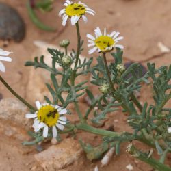 Aaronsohnia pubescens subsp. maroccana