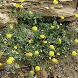 Aaronsohnia pubescens subsp. pubescens