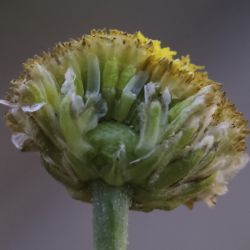 Aaronsohnia pubescens subsp. pubescens