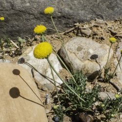 Aaronsohnia pubescens subsp. pubescens