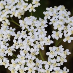 Achillea ligustica