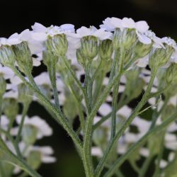 Achillea ligustica