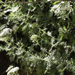 Achillea ligustica