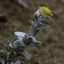 Achillea maritima