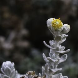 Achillea maritima