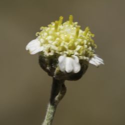 Achillea santolinoides subsp. santolinoides