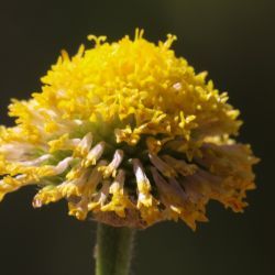Anacyclus homogamos
