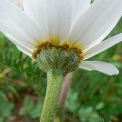 Anacyclus radiatus subsp. coronatus