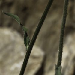 Andryala integrifolia subsp. cedretorum