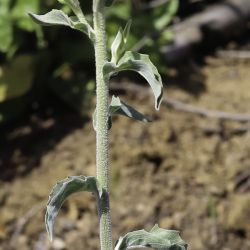 Andryala integrifolia subsp. corymbosa