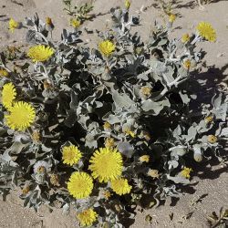 Andryala pinnatifida