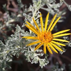 Anvillea garcinii subsp. radiata