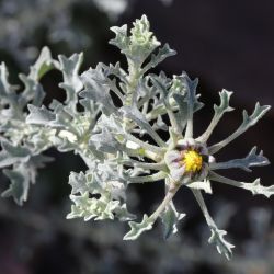 Anvillea garcinii subsp. radiata