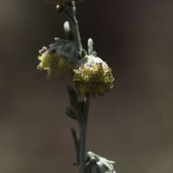 Artemisia atlantica var. maroccana