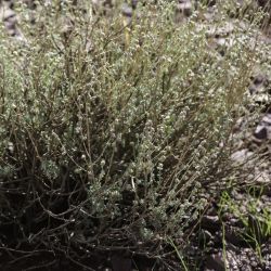 Artemisia atlantica var. maroccana