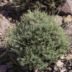 Artemisia atlantica var. maroccana