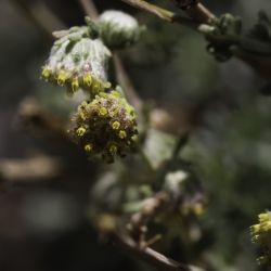 Artemisia atlantica var. maroccana