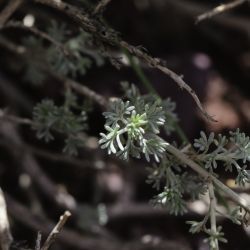 Artemisia atlantica var. maroccana