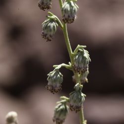 Artemisia atlantica var. maroccana