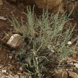 Artemisia campestris subsp. glutinosa