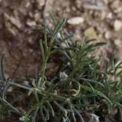 Artemisia campestris subsp. glutinosa