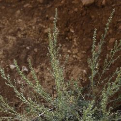 Artemisia campestris subsp. glutinosa