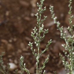 Artemisia campestris subsp. glutinosa