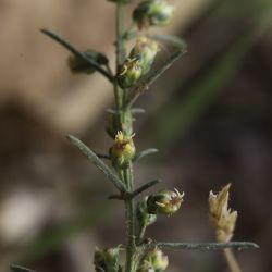 Artemisia campestris subsp. glutinosa