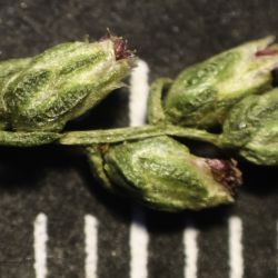 Artemisia campestris subsp. glutinosa