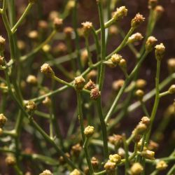 Artemisia flahaultii