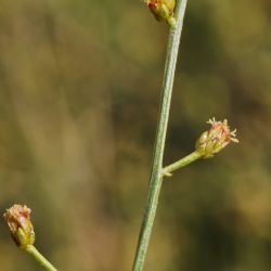 Artemisia flahaultii