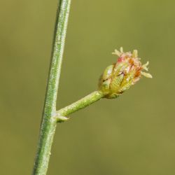 Artemisia flahaultii