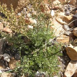 Artemisia herba-alba