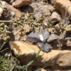 Artemisia herba-alba