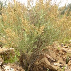 Artemisia herba-alba
