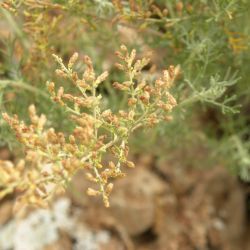 Artemisia herba-alba