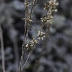 Artemisia ifranensis