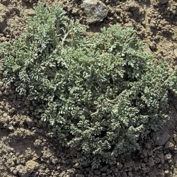 Artemisia ifranensis