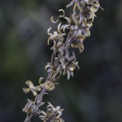 Artemisia ifranensis